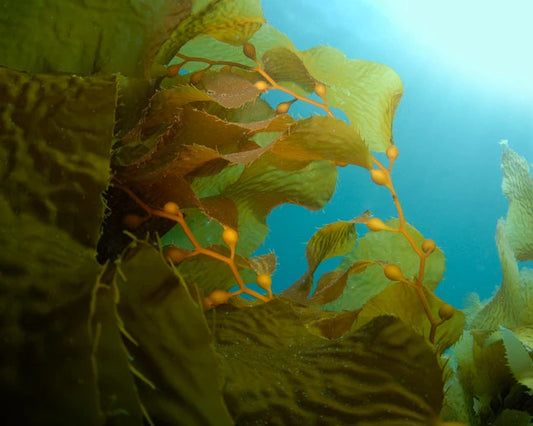 How Eating Seaweed Can Save the Planet: The Superfood of the Sea!
