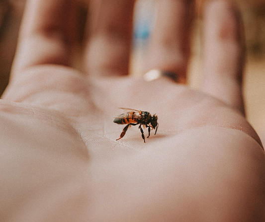 There is no Planet Bee